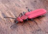 lesák rumělkový (Brouci), Cucujus cinnaberinus (Coleoptera)